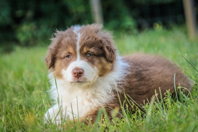 Aliments pour chien