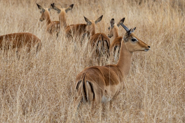 animaux de la savane