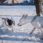 Socialiser un chien