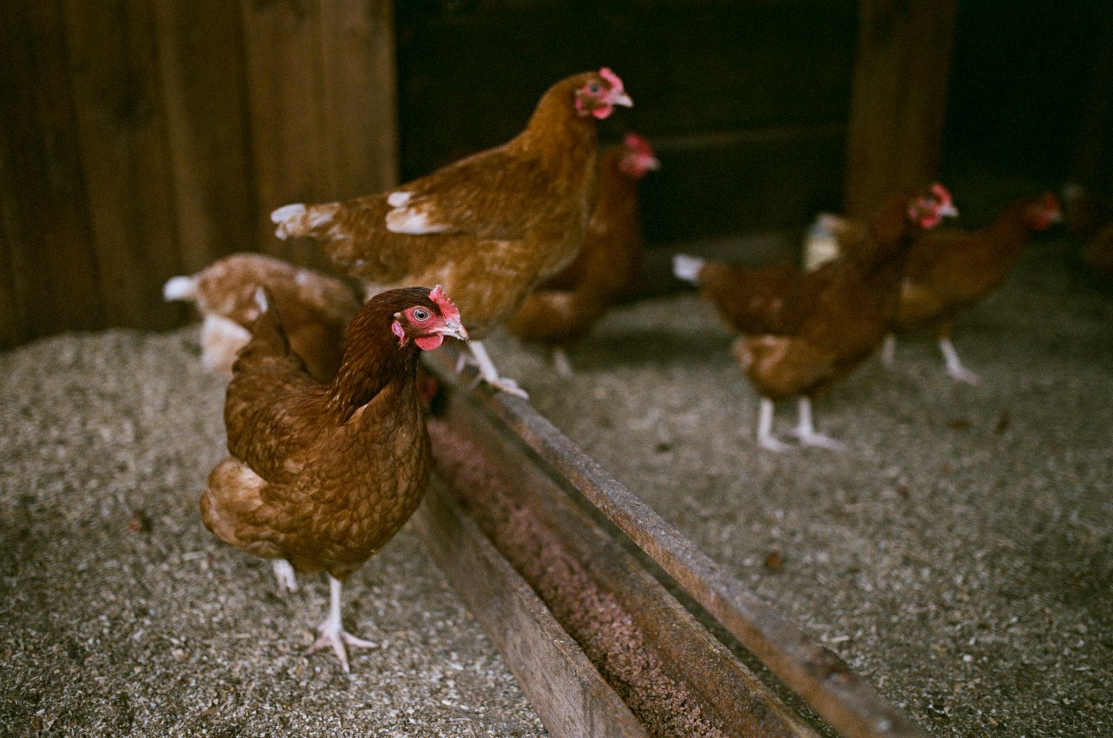 Rythme quotidien à la ferme : bien-être et organisation des animaux